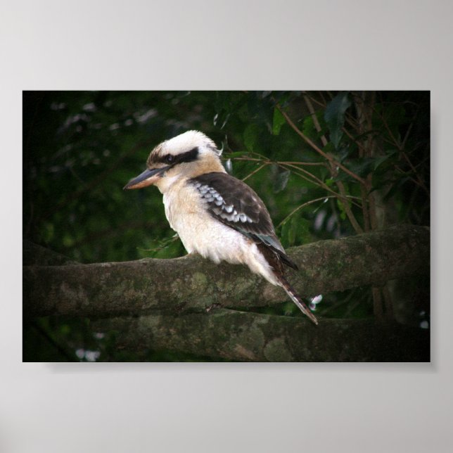 Bunya Mountains Kookaburra Poster (Front)