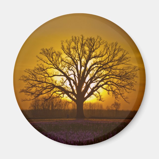 Bur Oak Sunset Magnet (Front)