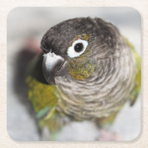 Burbel Square Paper Coaster