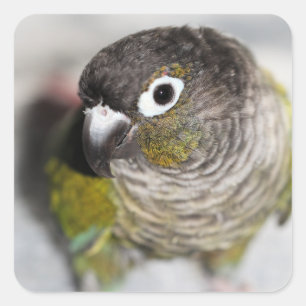 Burbel Square Sticker