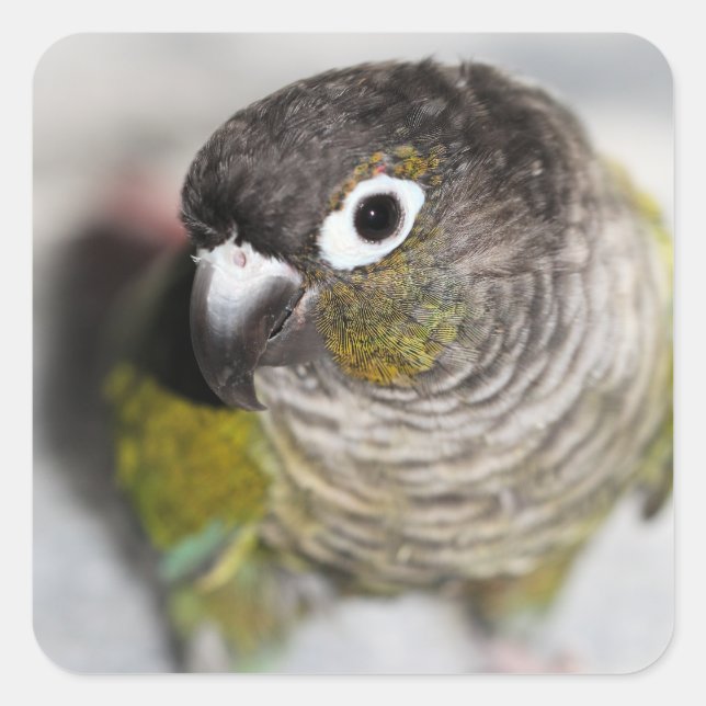 Burbel Square Sticker (Front)