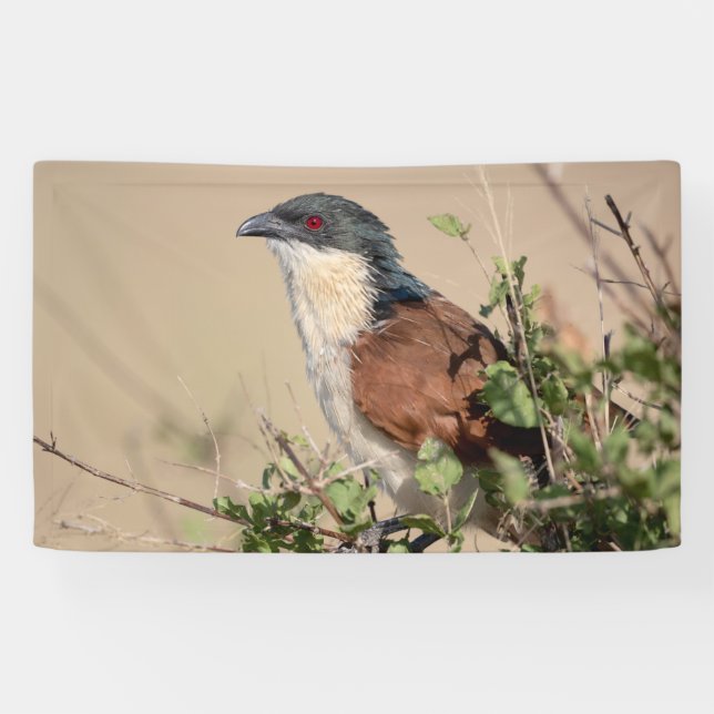 Burchell's Coucal Banner (Horizontal)