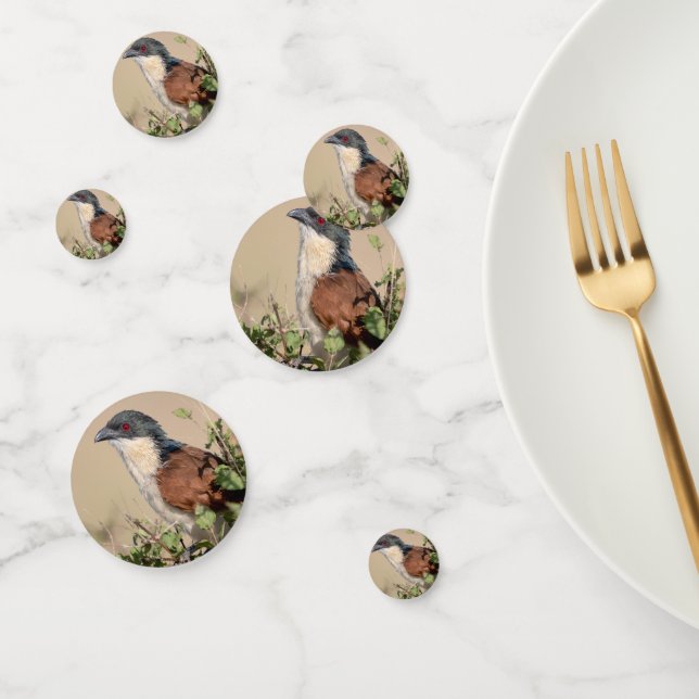 Burchell's Coucal Confetti (Group)