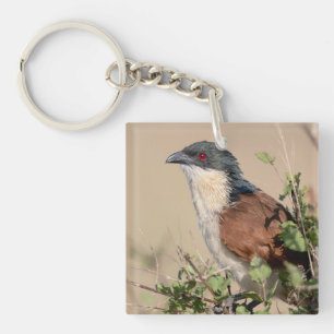 Burchell's Coucal Key Ring