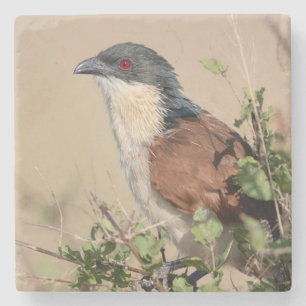 Burchell's Coucal Stone Coaster