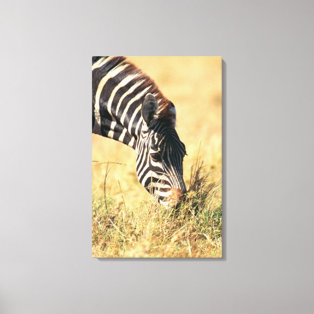 Burchell's zebra 2 canvas print (Front)