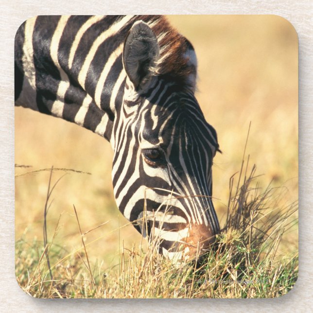 Burchell's zebra 2 coaster (Front)