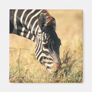 Burchell's zebra 2 magnet