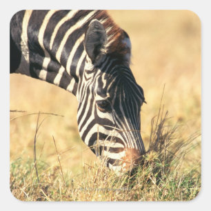 Burchell's zebra 2 square sticker