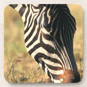 Burchell's zebra coaster
