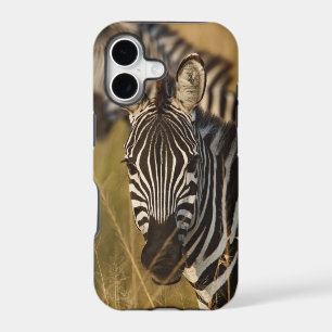 Burchell's Zebra in tall summer grass, Masai