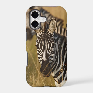 Burchell's Zebra in tall summer grass, Masai