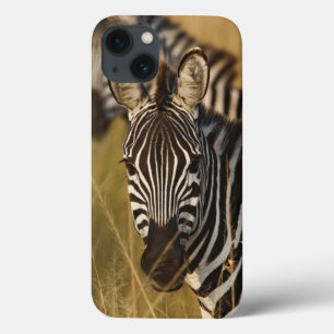 Burchell's Zebra in tall summer grass, Masai iPhone 13 Case