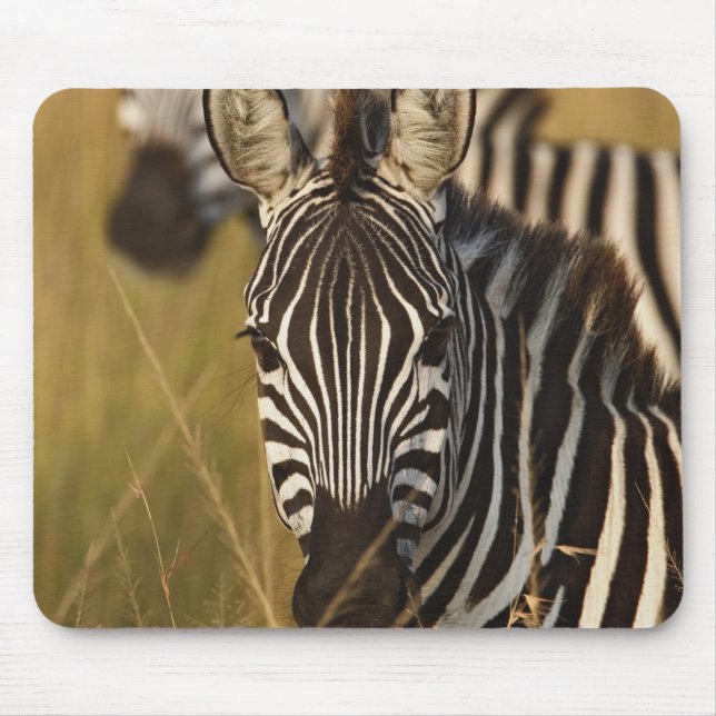 Burchell's Zebra in tall summer grass, Masai Mouse Mat (Front)