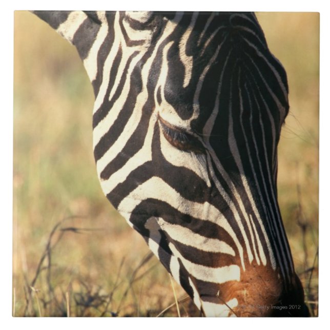 Burchell's zebra tile (Front)