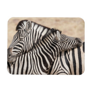Burchell's Zebras Necking Magnet