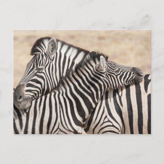 Burchell's Zebras Necking Postcard (Front)
