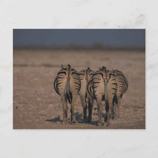 Burchell's Zebras Walking Postcard (Front)