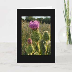 Burdock Thistle card