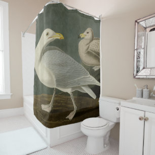 Burgomaster Gull - from Audubon's Birds of America Shower Curtain