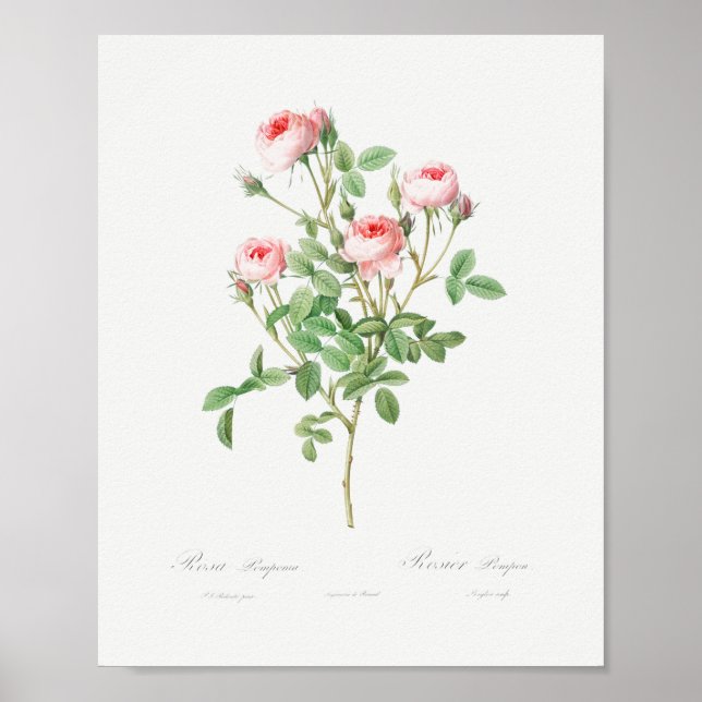 Burgundian Rose Vintage Floral Pink Roses Poster (Front)