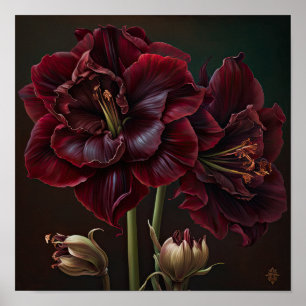 Burgundy Amaryllis Flower Art Print Poster