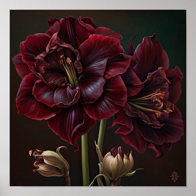 Burgundy Amaryllis Flower Art Print Poster (Front)