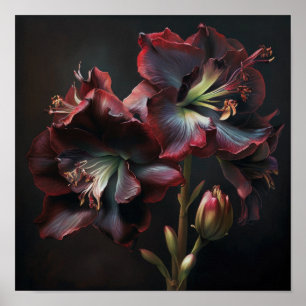Burgundy Amaryllis Flower Art Print Poster