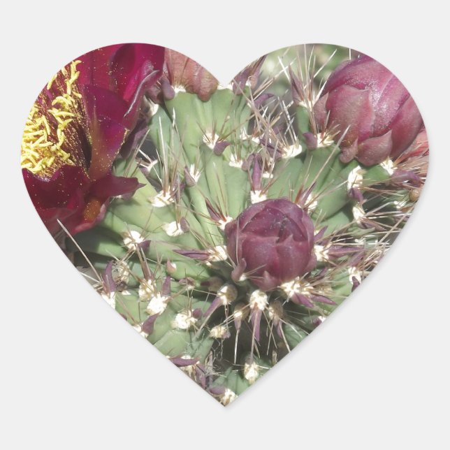 Burgundy Cactus Flowers Heart Sticker (Front)