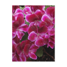 Burgundy Geranium