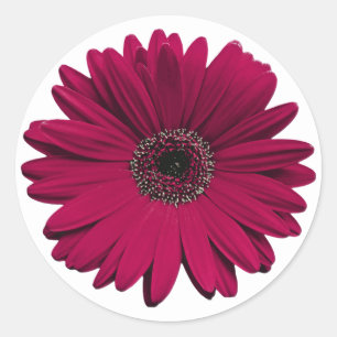 Burgundy Gerbera Daisy Flower Envelope Seal