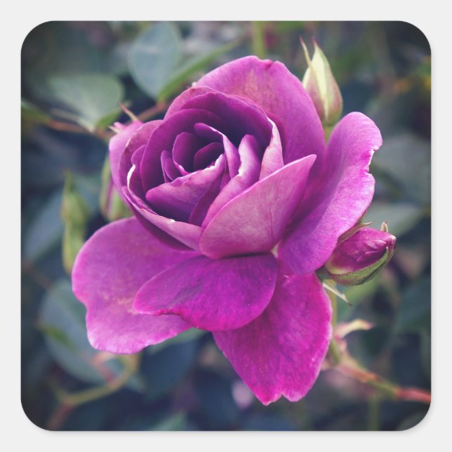 Burgundy Iceberg Rose #2-2 Stickers (Front)