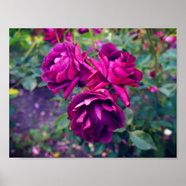 Burgundy Iceberg Rose #3 Poster (Front)
