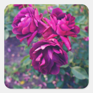 Burgundy Iceberg Rose #3 Stickers