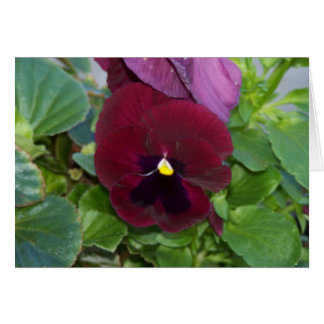 Burgundy Pansy