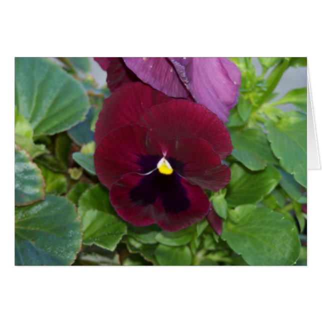 Burgundy Pansy (Front Horizontal)