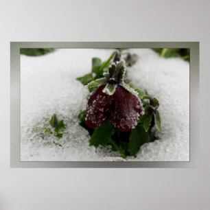 Burgundy pansy poster