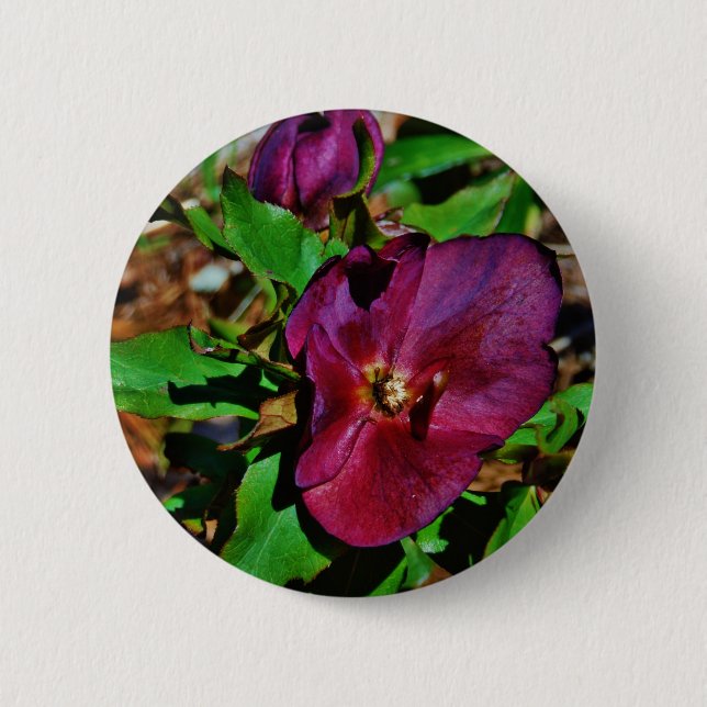 Burgundy Pink Lenten Rose 6 Cm Round Badge (Front)