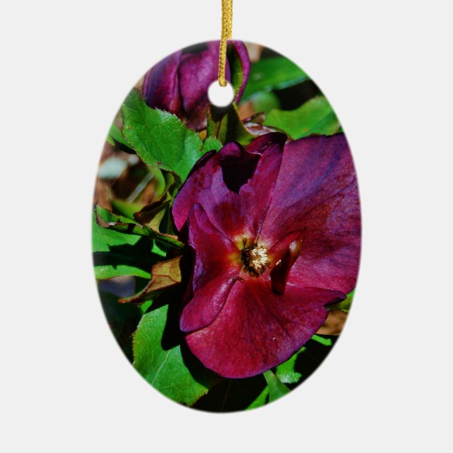 Burgundy Pink Lenten Rose Ceramic Tree Decoration (Front)
