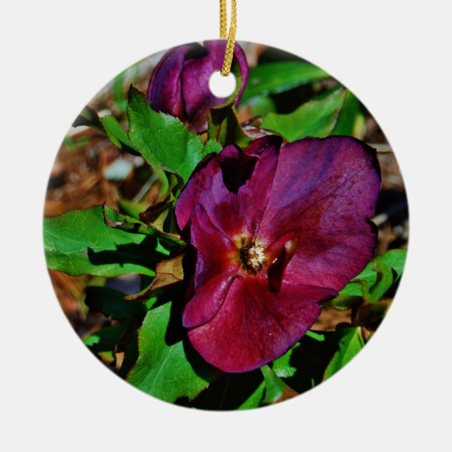 Burgundy Pink Lenten Rose Ceramic Tree Decoration (Front)