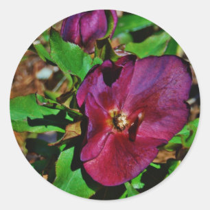 Burgundy Pink Lenten Rose Classic Round Sticker