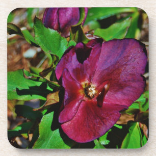 Burgundy Pink Lenten Rose Coaster