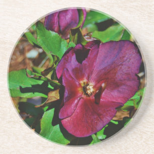 Burgundy Pink Lenten Rose Coaster