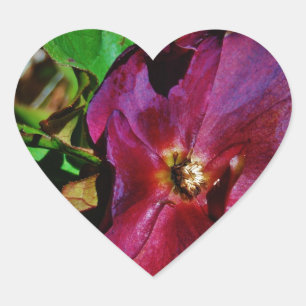 Burgundy Pink Lenten Rose Heart Sticker
