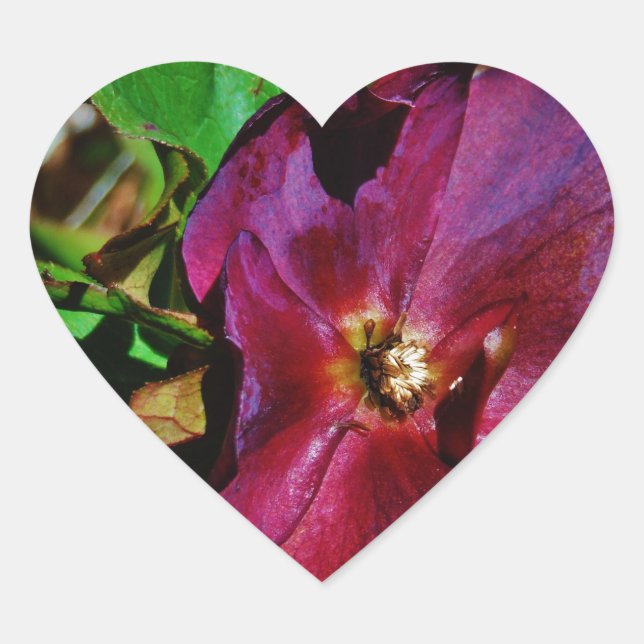Burgundy Pink Lenten Rose Heart Sticker (Front)