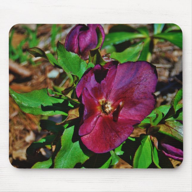 Burgundy Pink Lenten Rose Mouse Mat (Front)