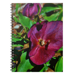 Burgundy Pink Lenten Rose Notebook