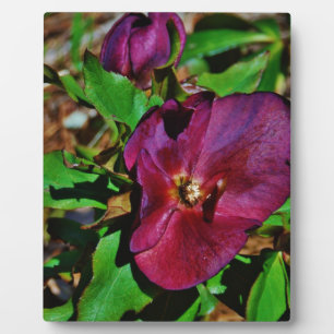 Burgundy Pink Lenten Rose Plaque