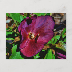 Burgundy Pink Lenten Rose Postcard