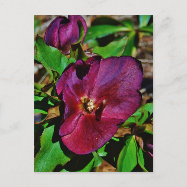 Burgundy Pink Lenten Rose Postcard (Front)